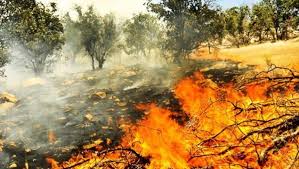 لە ٣ مانگدا ٤٠ جار ئاگر لە دارستانەکانی سنە کەوتووەتەوە